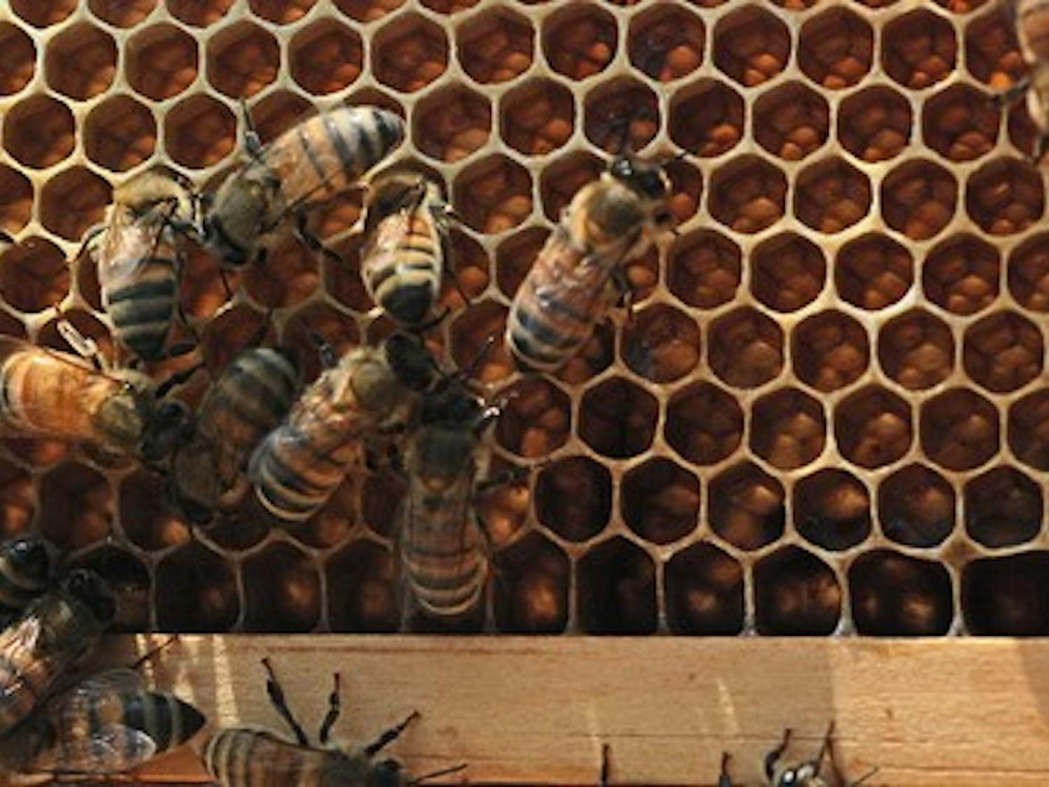 Austin Nelson/Associate Photo Editor