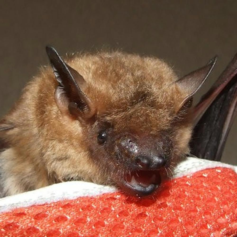 Native to Alabama, the evening bat named Nita Nightwing will be at the event. (Contributed by Vicky Becham Smith)