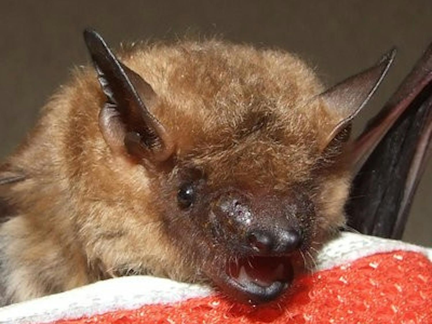 Native to Alabama, the evening bat named Nita Nightwing will be at the event.
