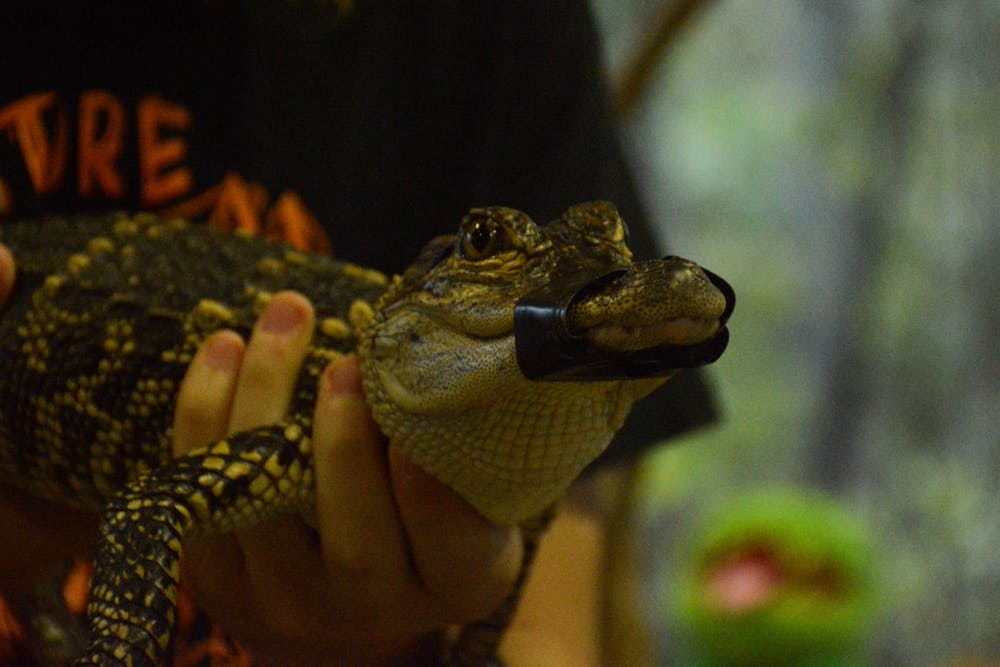 <p>Alligator at Kreher Preserve &amp; Nature Center on October 27, 2023.</p>