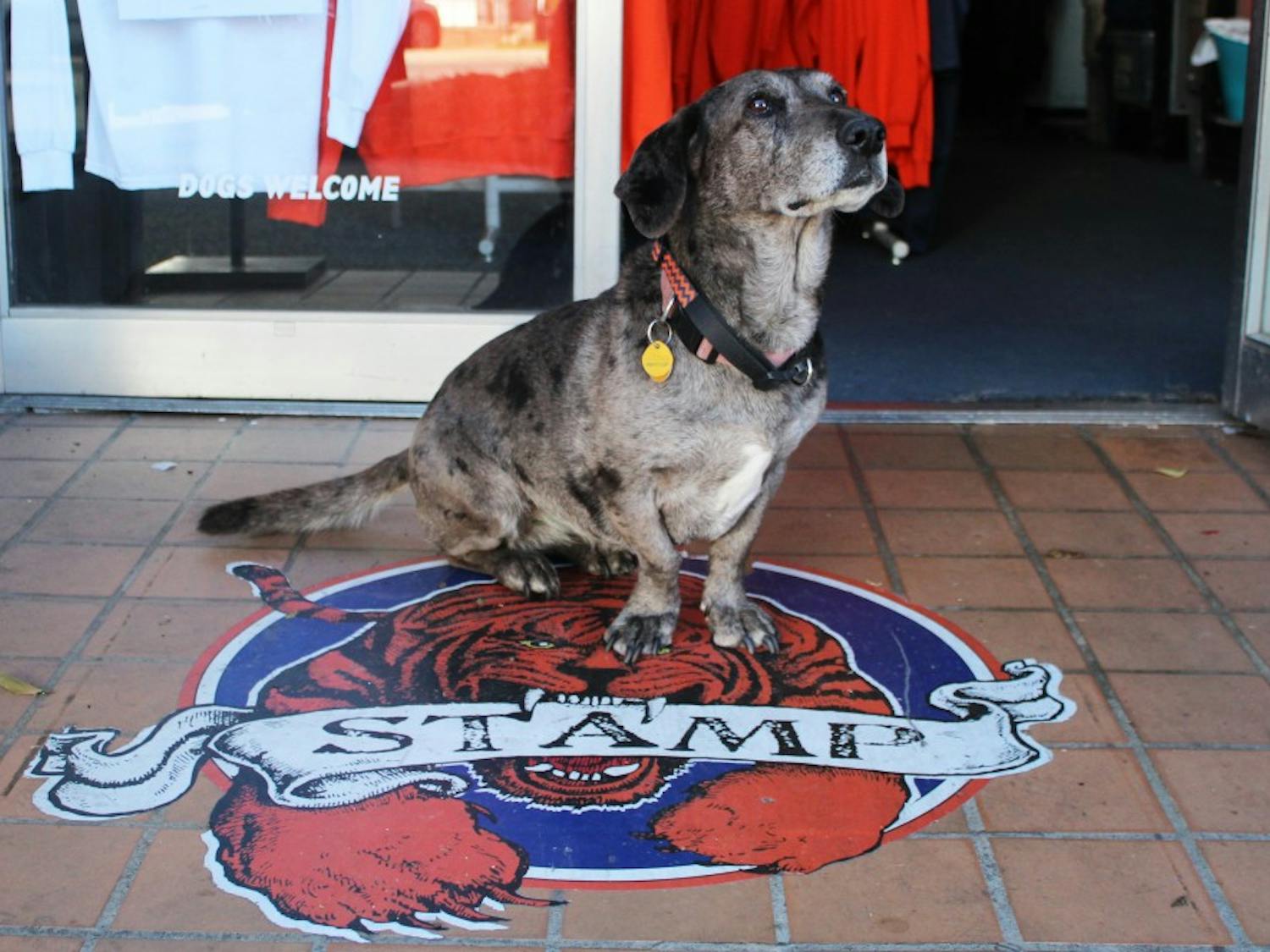 Stamp brings his dog Anabell to work with him every day. (Amelia Johannes | Photographer)