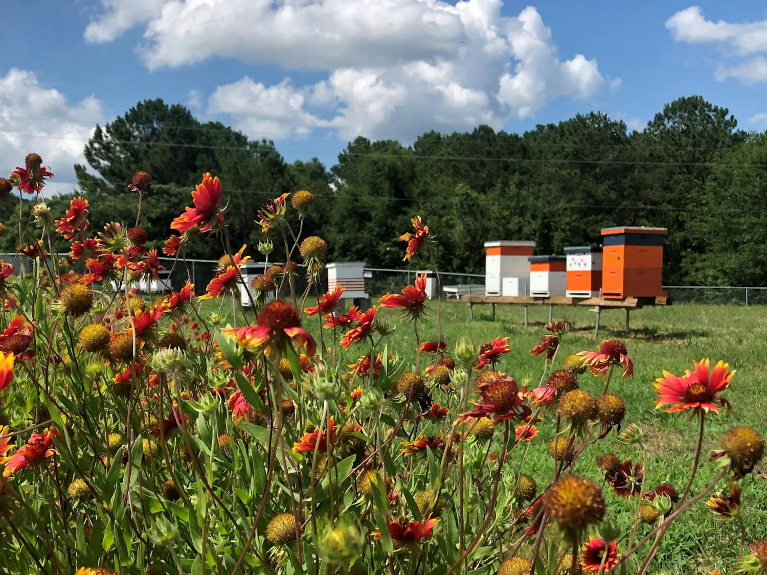 Yard_BeeLab.jpg