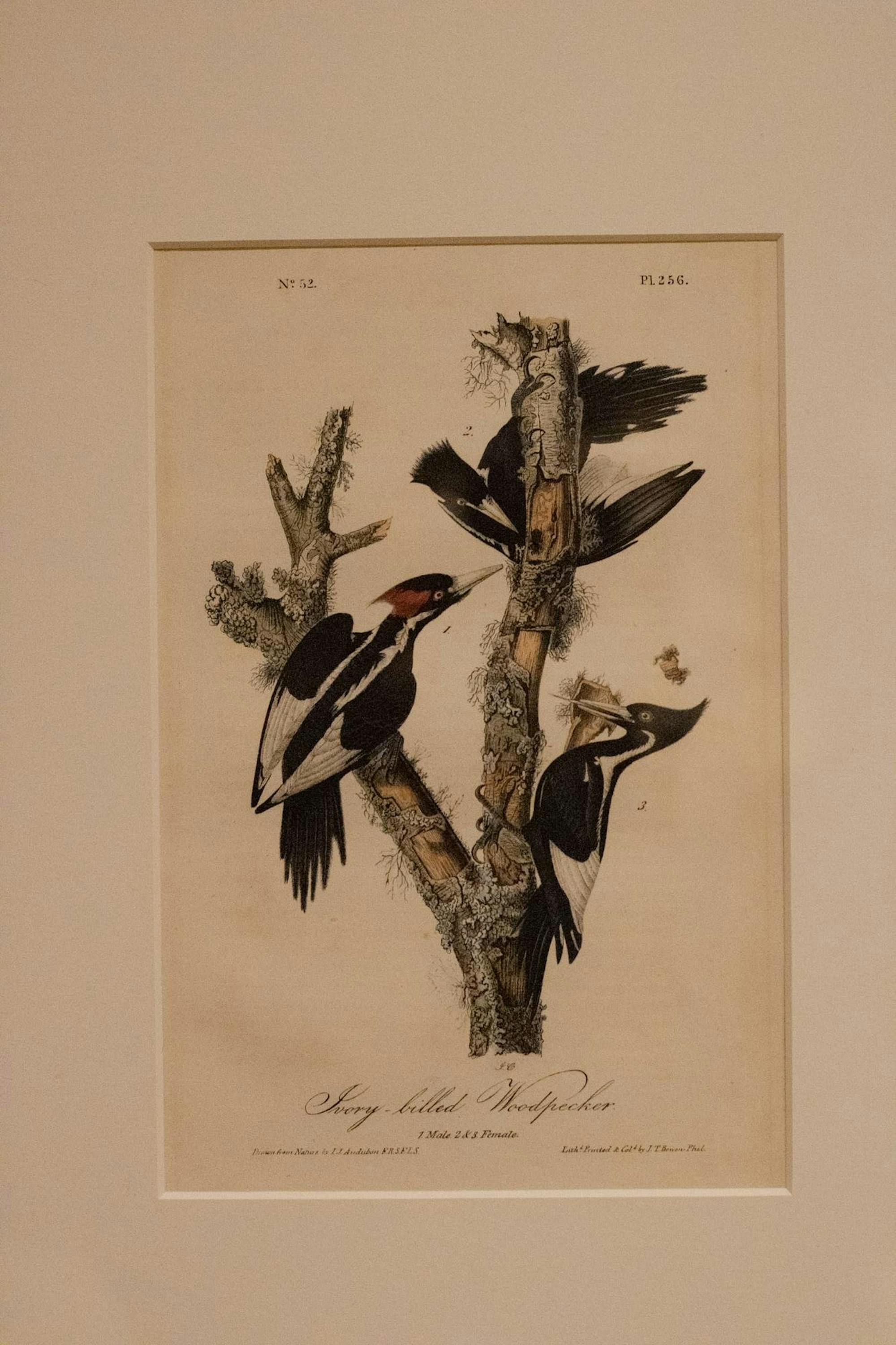 A detailed illustration shows three ivory-billed woodpeckers on a tree branch, with text indicating the species.