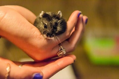 Kaitlyn Riley, junior in health administration, holds her dwarf hamster.