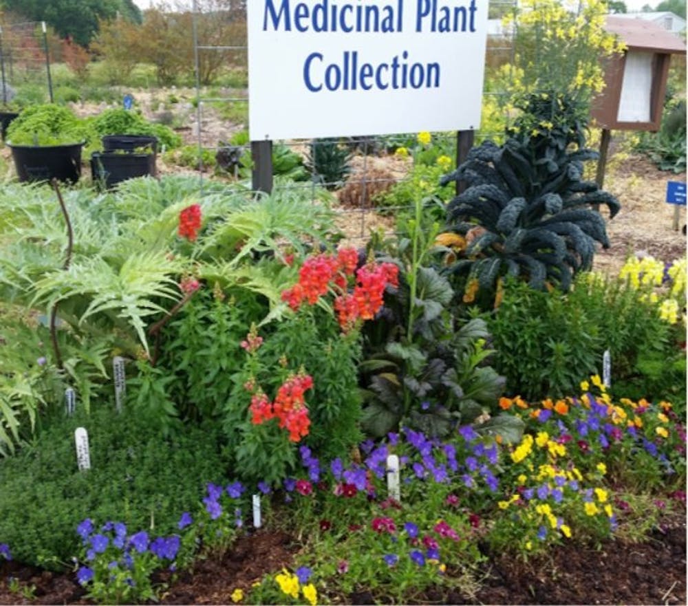 <p>A collection of plants at the Medicinal Garden.&nbsp;</p>