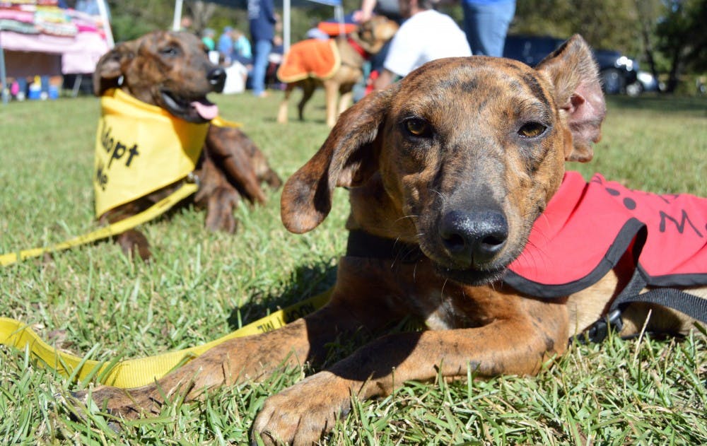Pookie and Noah, puppies available for adoption through Macon County Humane Society, lie in the grass during&nbsp;Woofstock at Kiesel Park in Auburn, Alabama, on Oct. 17, 2015.