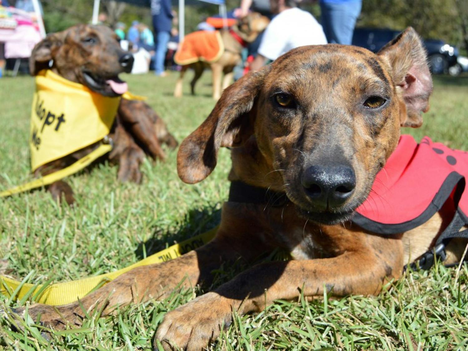 Pookie and Noah, puppies available for adoption through Macon County Humane Society, lie in the grass during&nbsp;Woofstock at Kiesel Park in Auburn, Alabama, on Oct. 17, 2015.