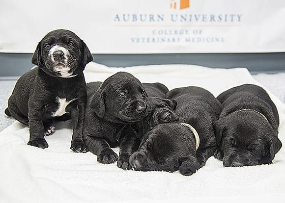 Auburn CPS puppies.jpg