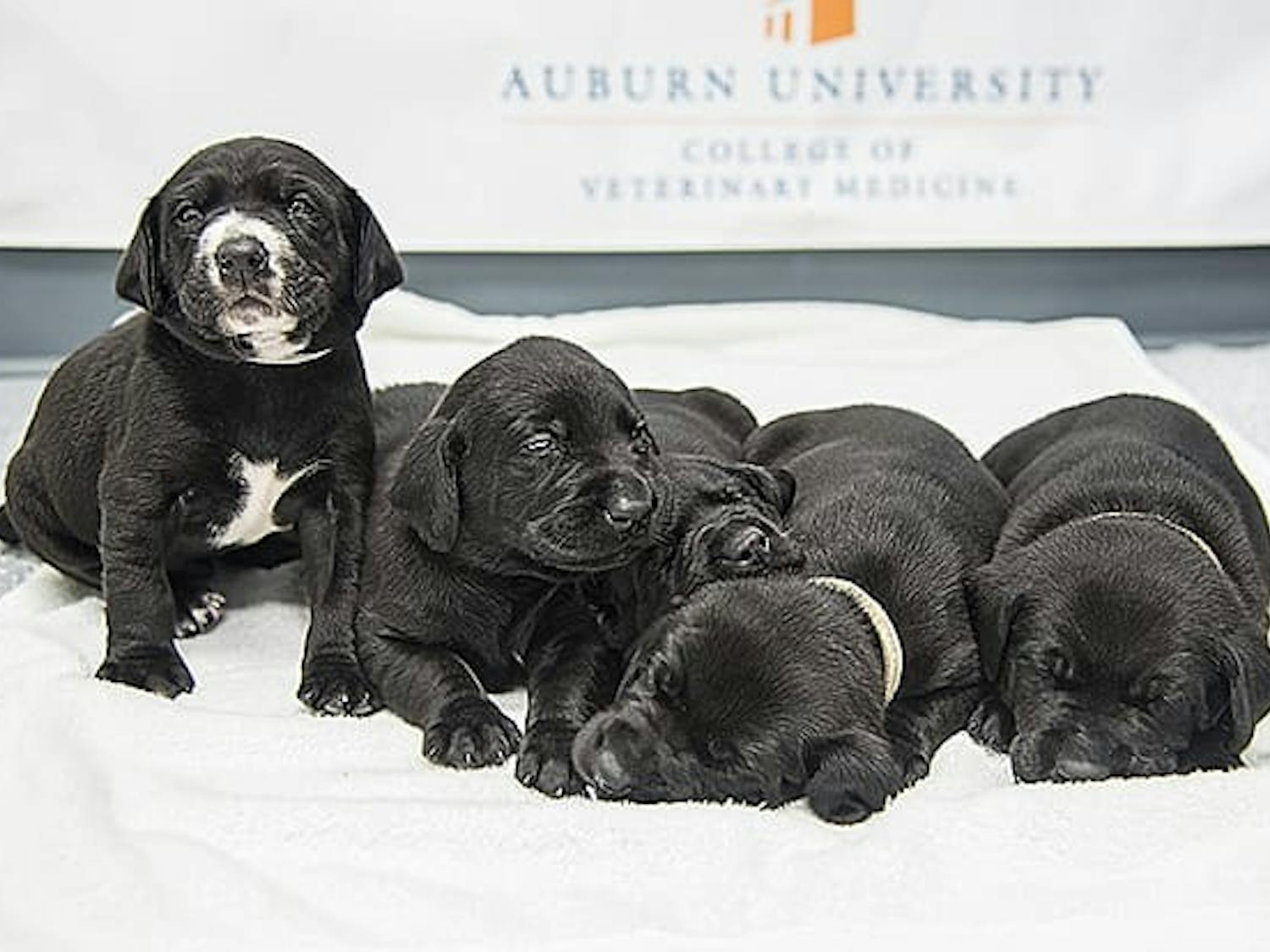 Auburn CPS puppies.jpg