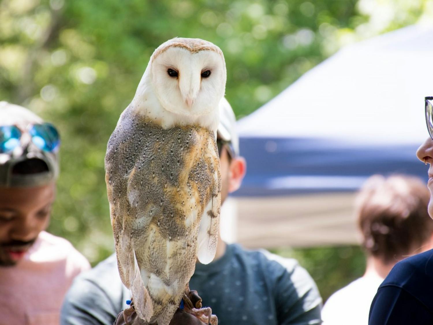 The Southeastern Raptor Center brings an owl to Auburn CityFest on Saturday, April 28, in Auburn, Ala.