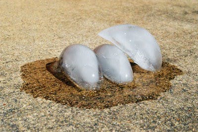 Issued heat advisory affects Auburn University