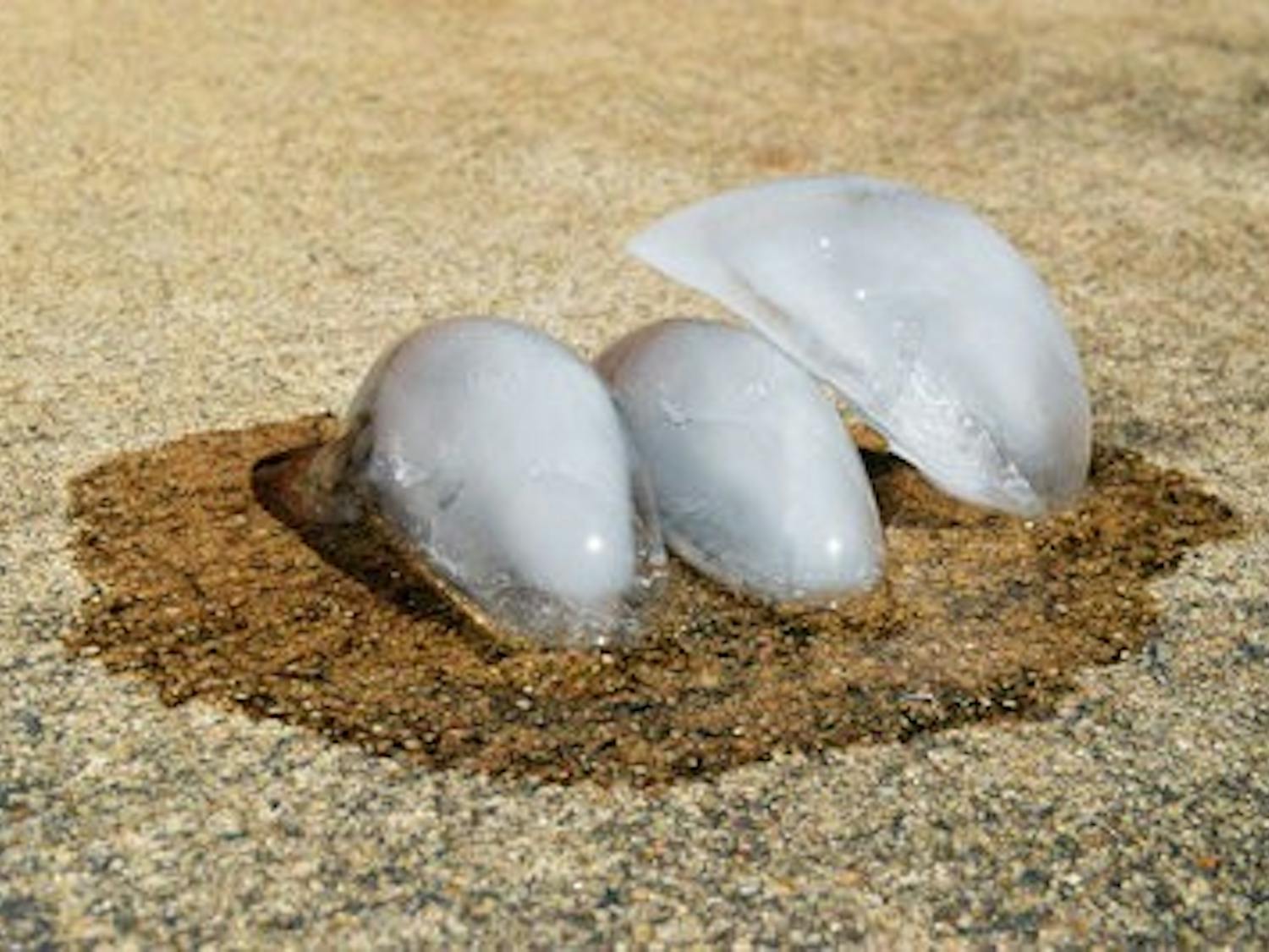 Issued heat advisory affects Auburn University