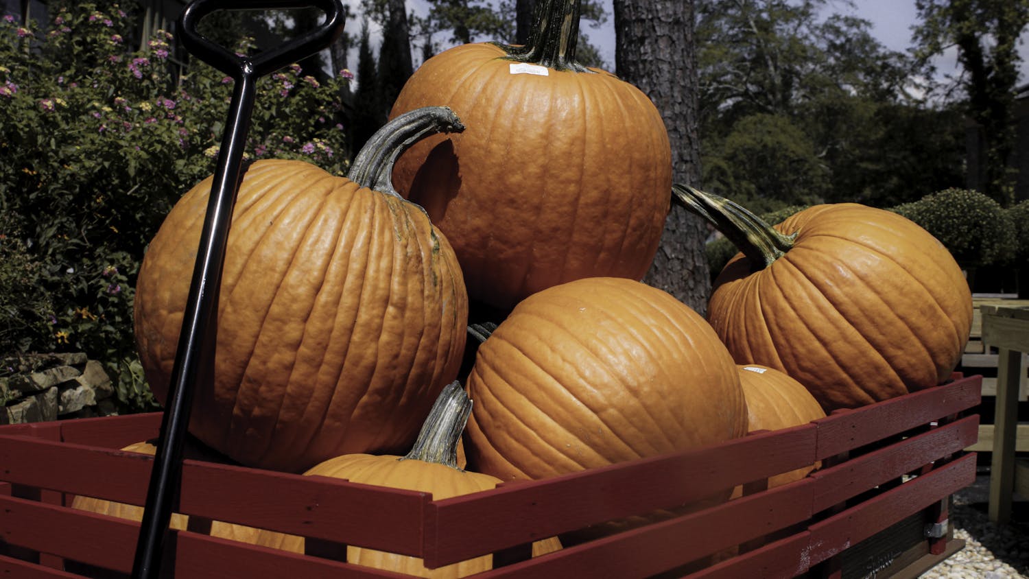 Favorite Fall Traditions