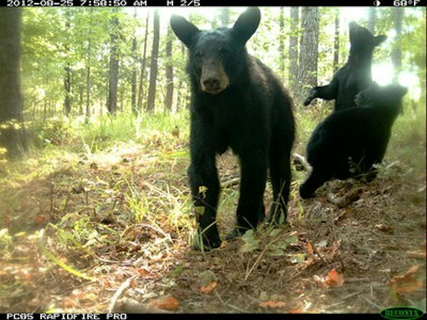 black bear 2