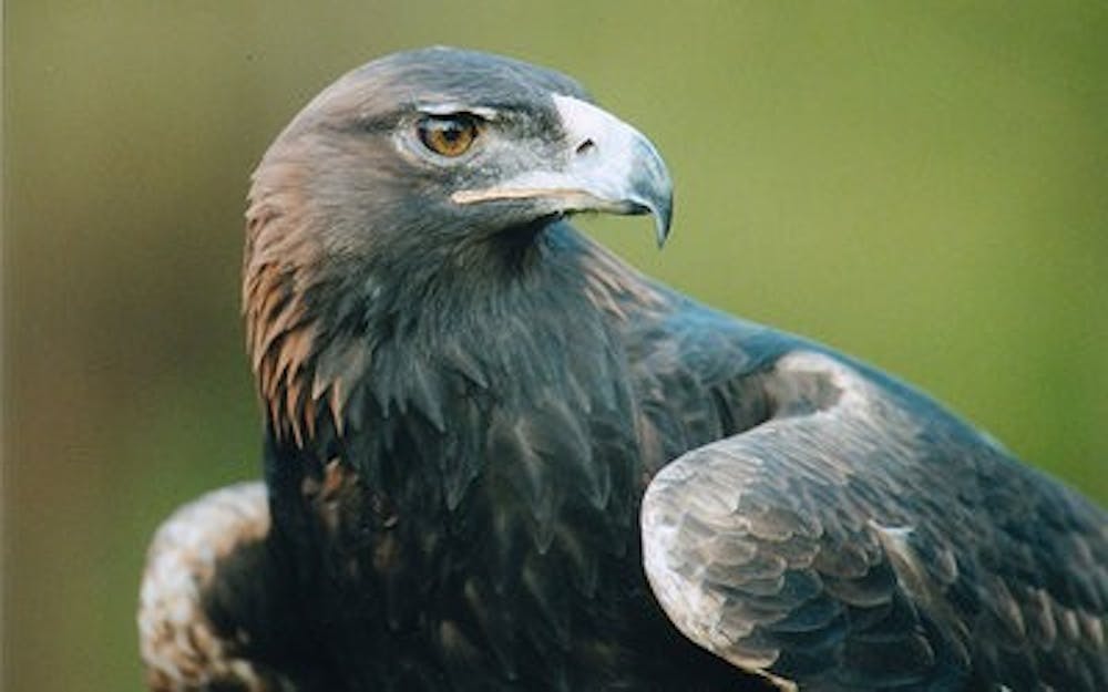Tiger was the first golden eagle to fly freely at Jordan-Hare Stadium. She retired in 2006.