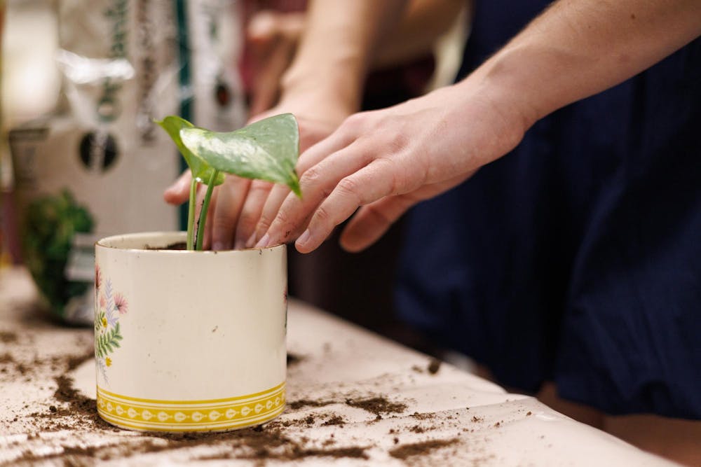 <p>Students transplant plants into their up-cycled mugs during the Create and Cultivate event put on by the Auburn Office of Sustainability on Sept. 24, 2025.</p>