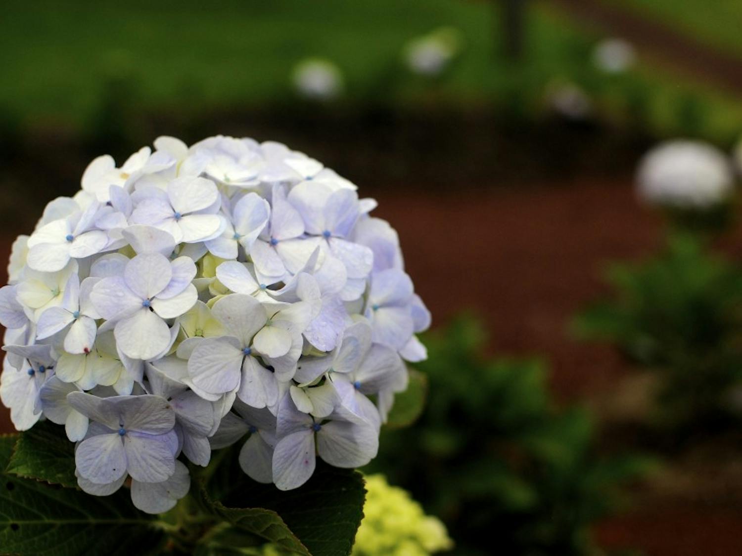 A hydrangea on Sunday, July 2, 2017 at Corso&nbsp;Lechería in Costa Rica. Hydrangeas are popular flowers in Costa Rica, and can be seen planted in the gardens outside of Costa Rican homes.