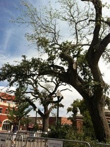 In a written update from the University, officials state that, though more pruning will likely be necessary, it will also leave the trees 'aesthetically dead.' (Melody Kitchens/ INTRIGUE EDITOR)