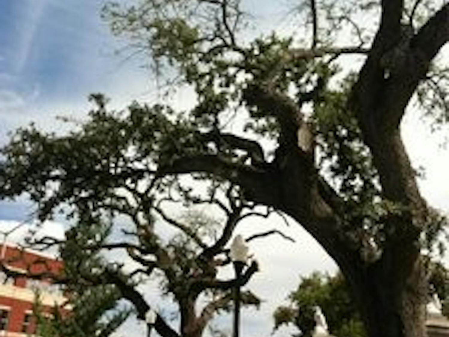 In a written update from the University, officials state that, though more pruning will likely be necessary, it will also leave the trees 'aesthetically dead.' (Melody Kitchens/ INTRIGUE EDITOR)