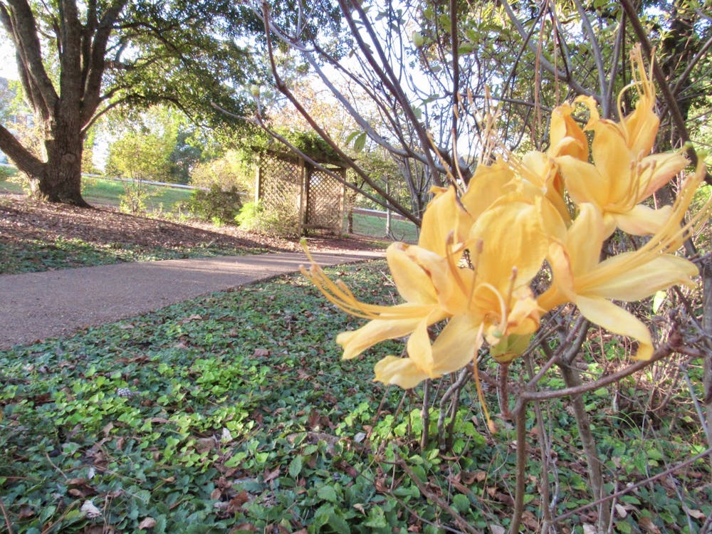 <p>A flower in bloom at the Donald E. Davis Arboretum on Oct. 19, 2020, in Auburn, Ala.</p>