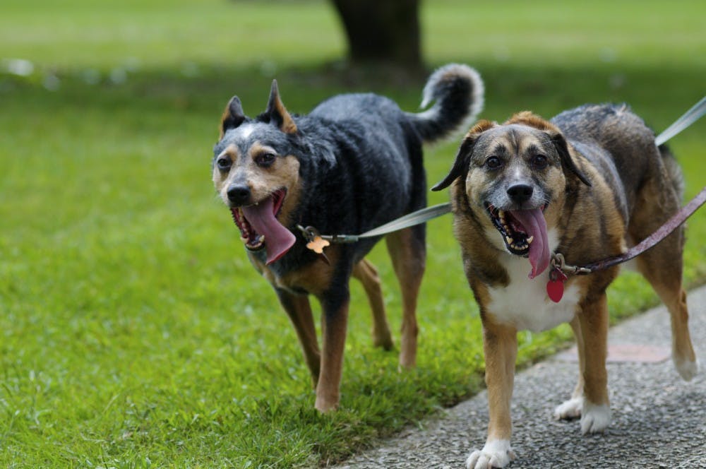 <p>Two dogs run together during Puppy Palooza at Kiesel Park on Saturday, Sept. 23, 2017 in Auburn, Ala.</p>