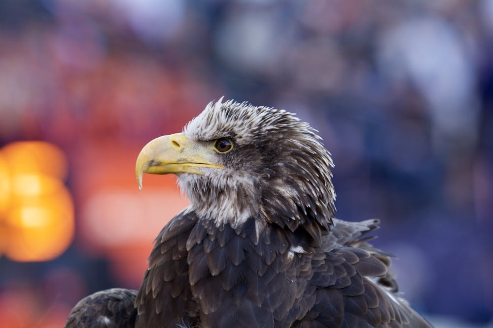 The eagle during the Auburn vs. Georgia game on Saturday, Nov. 16, 2019, in Auburn, Ala. 