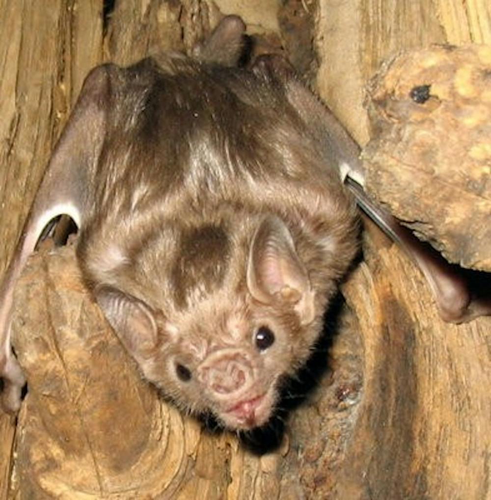A South American vampire bat perches. It is unknown which kind of bats live in Jordan-Hare Stadium. (<a href"http://commons.wikimedia.org/wiki/Bat#mediaviewer/File:Diaemus_youngi.jpg" target "_blank">wikimedia.org</a>)
