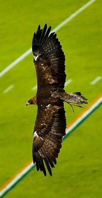 Nova flies around Jordan-Hare stadium during the fall football season. (Courtesy of Phillip Smith)