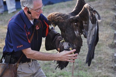 Trainer Roy Crowe shows off War Eagle VII, Nova, Friday at the Southeastern Raptor Center. (Katie Wittnebel / PHOTOGRAPHER)