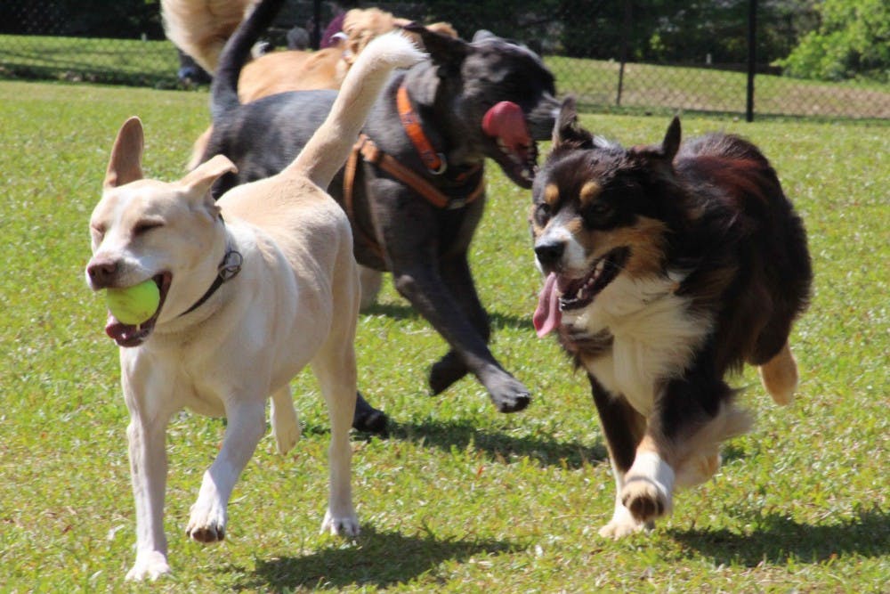 Several dogs run the length of the&nbsp;Opelika Dog Park large dog&nbsp;enclosure on Saturday,&nbsp;April 14, 2018, in Opelika, Ala.