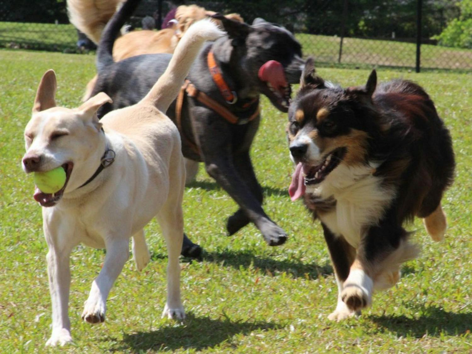 Several dogs run the length of the Opelika Dog Park large dog enclosure on Saturday, April 14, 2018, in Opelika, Ala.