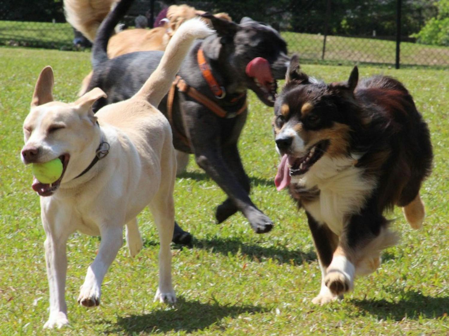 Several dogs run the length of the&nbsp;Opelika Dog Park large dog&nbsp;enclosure on Saturday,&nbsp;April 14, 2018, in Opelika, Ala.