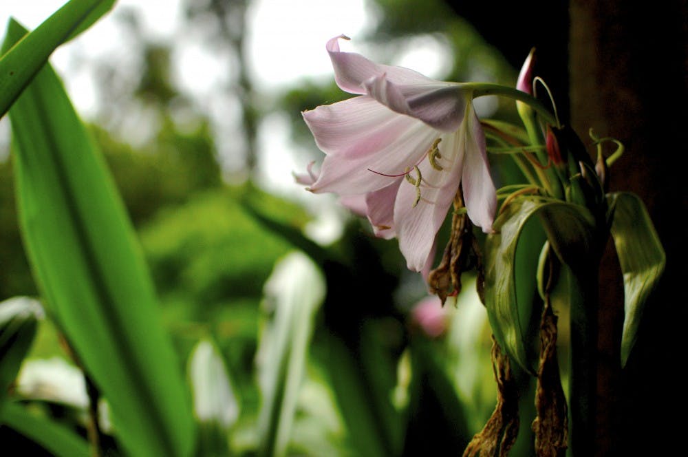 PHOTO BLOG: Flora y fauna costarricense 