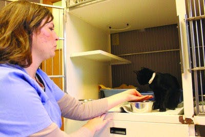 Stacee Peer, LCHS director of public relations, feeds one of the cats available for adoption. (Alex Sager / ASSOCIATE PHOTO EDITOR)
