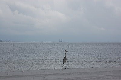 A great blue heron unknowingly amidst an oil crisis, Saturday, June 5, 2010, in Dauphin Island, Ala. (Brian Woodham / ASSOCIATE COPY EDITOR)