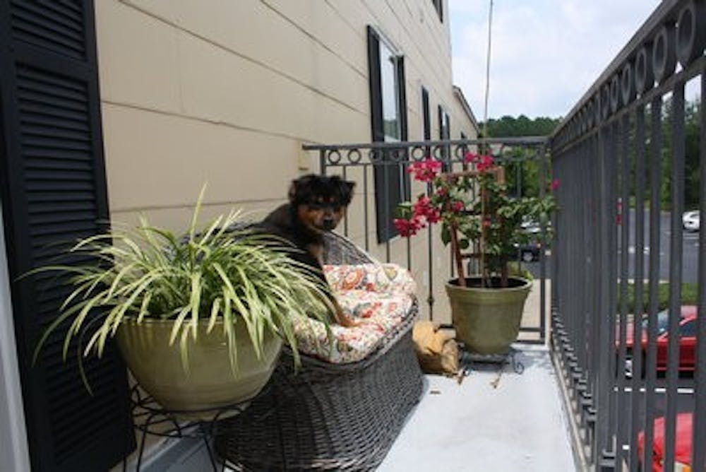 Boomer hangs out on a decorated patio in the Garden District apartments. (Nicole Singleton / SPORTS EDITOR)
