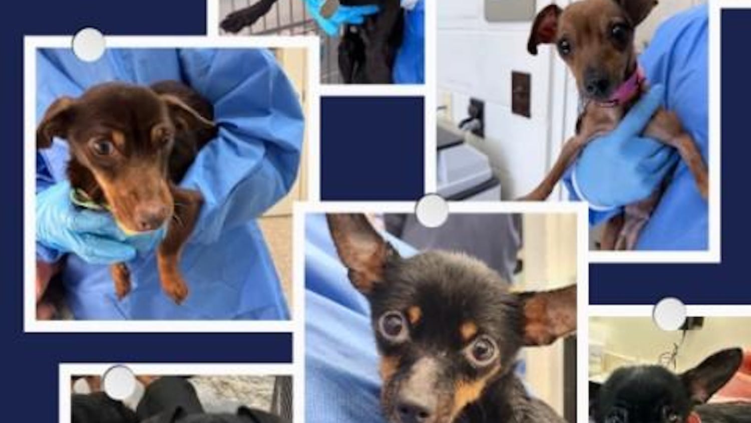 Pictures of the dogs found by Tuskegee animal control on Thursday, Feb. 5. Contributed by Audrey Salazar.
