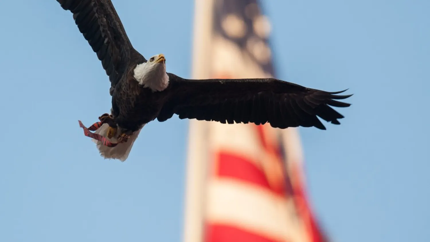 A bald eagle soars through a blue sky, clutching something in its talons, while an American flag softly billows in the background.