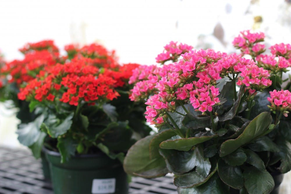Kalanchoe