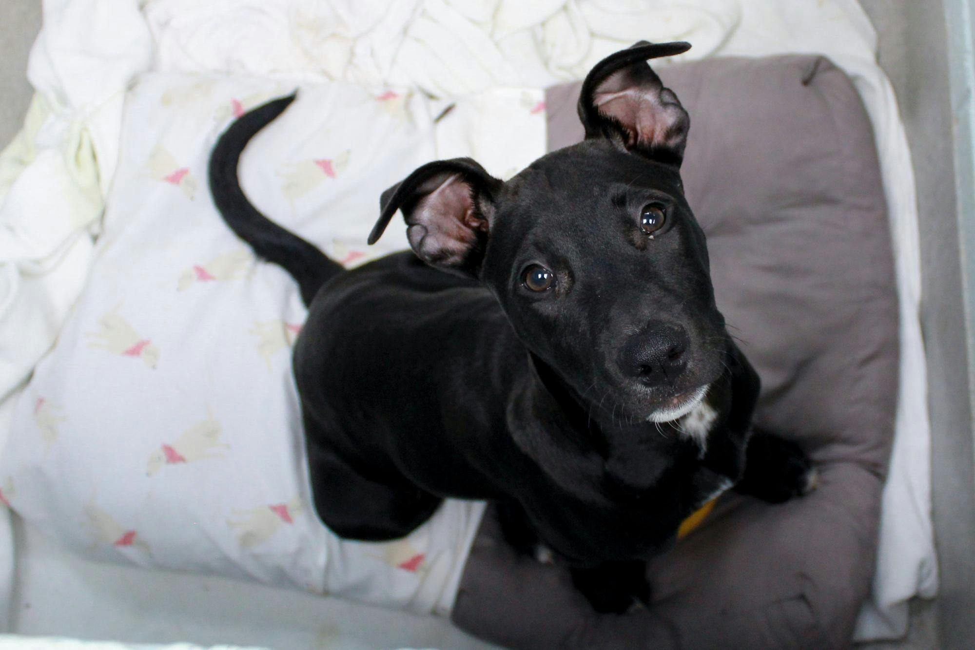 A small black dog with expressive eyes and slightly raised ears sits on a soft, patterned blanket.