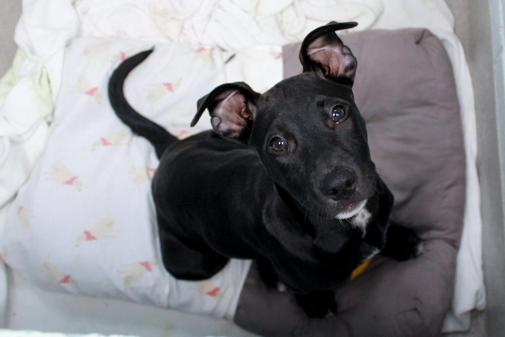 <p>Wednesday, a female three month old medium sized mixed breed puppy, looks up curiously to the camera at CARE Humane Society in Auburn, Ala. on Nov. 7, 2025.</p>