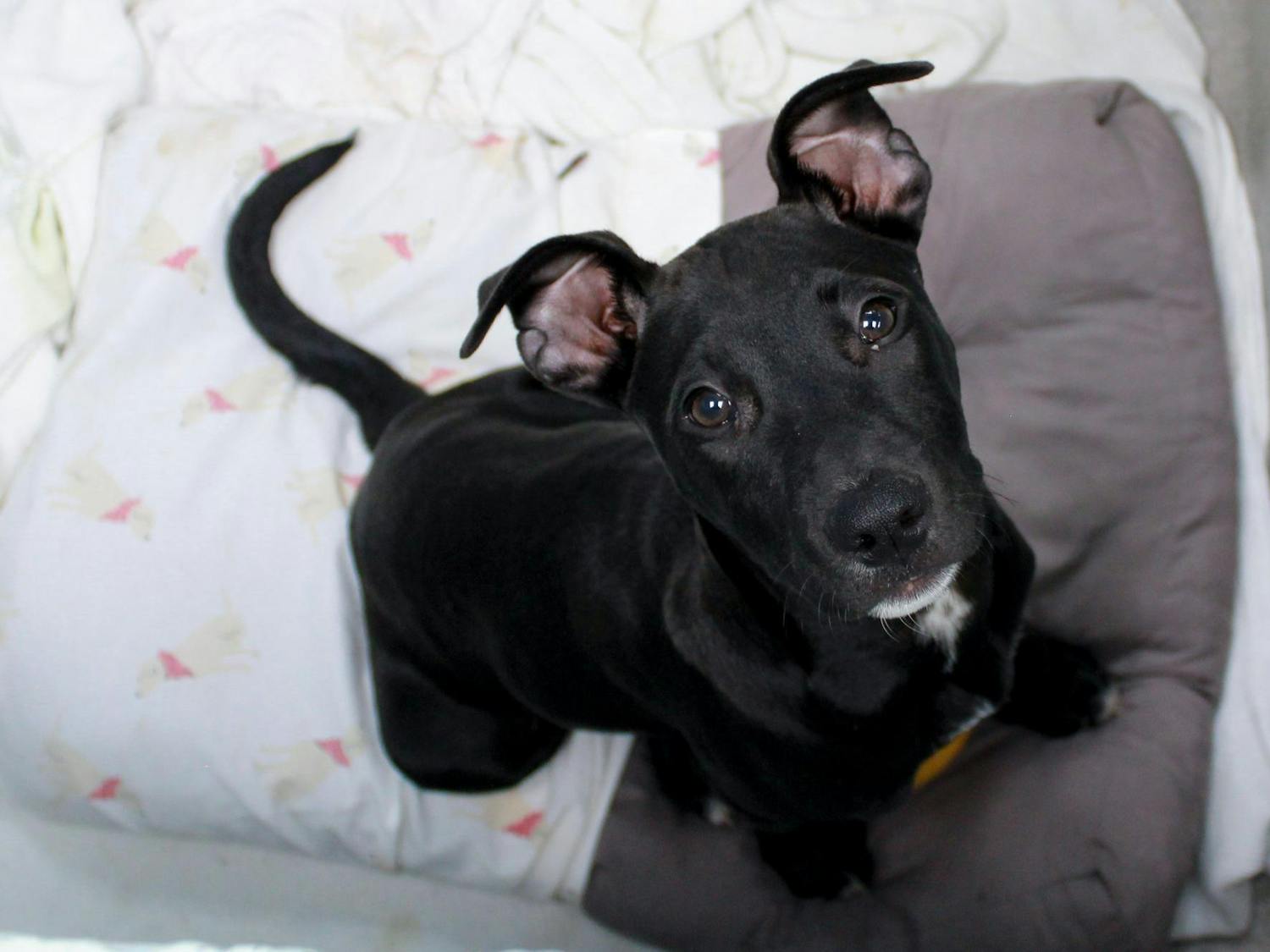 A small black dog with expressive eyes and slightly raised ears sits on a soft, patterned blanket.