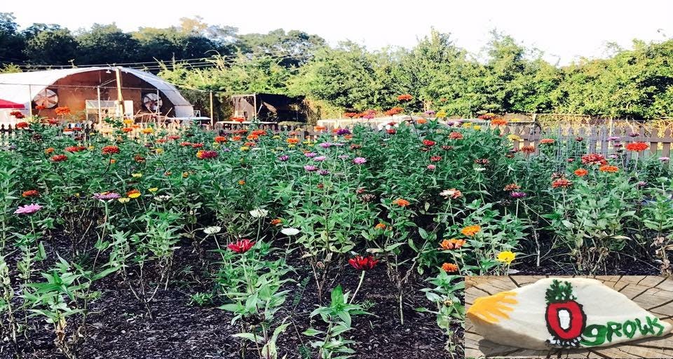 Community Garden Flowers (1).jpg