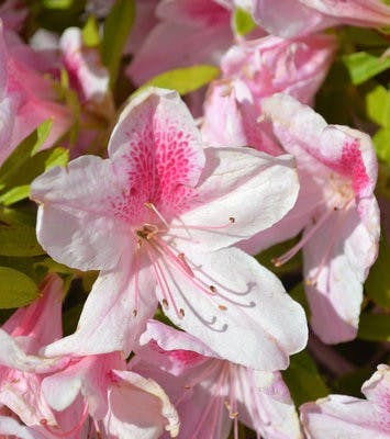 Fresh flowers in a pastel color scheme are an easy way to incorporate an Easter theme into table settings and other decor. (Danielle Lowe / ASSISTANT PHOTO EDITOR)