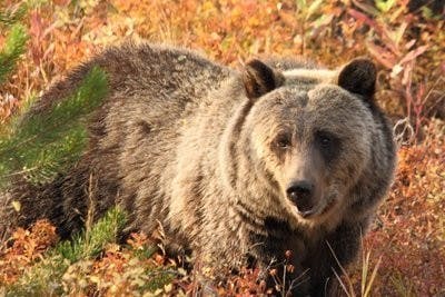 Couch had the opportunity to shoot a Grizzly bear at 10 meters away in Grand Teton National Park. (Courtesy of Scott Couch)
