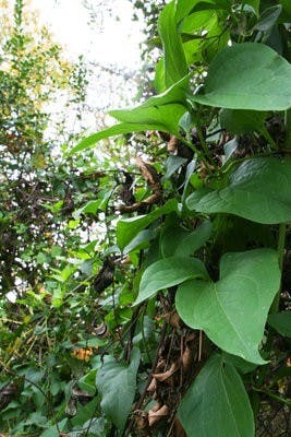 Kudzu vines crowd out vegetation across from the Student Act. (Rebecca Croomes / ASSISTANT PHOTO EDITOR)
