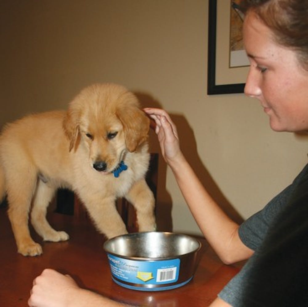 Courtney Davis, a sophomore in medical administration, feeds her golden retriever puppy, Riley, from the table. Vets recommend human food not be fed to animals.