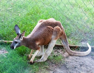 Baby Kangaroo