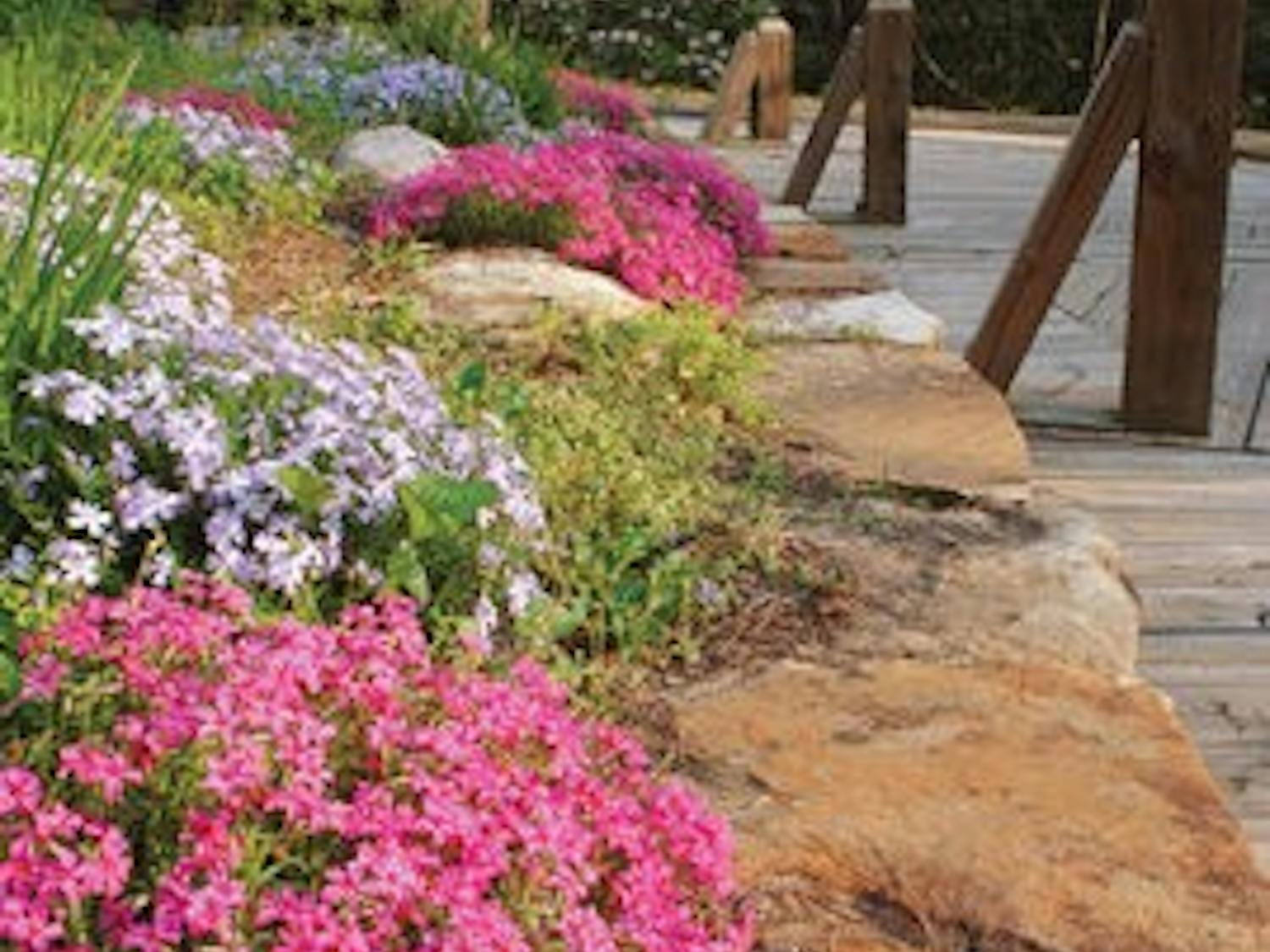 The Auburn University arboretum is part of the Auburn Floral Trail. The trail is at its peak through April 12 and is open to cars as well as pedestrians. (Maria Iampietro / Associate Photo Editor)