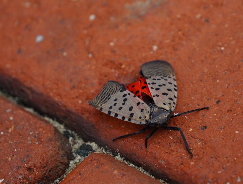 A close-up photo of a lanternfly on red brick. 